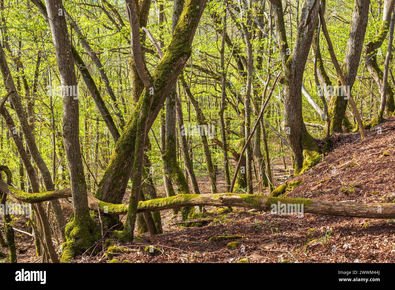 Foresta lussureggiante in primavera Foto Stock