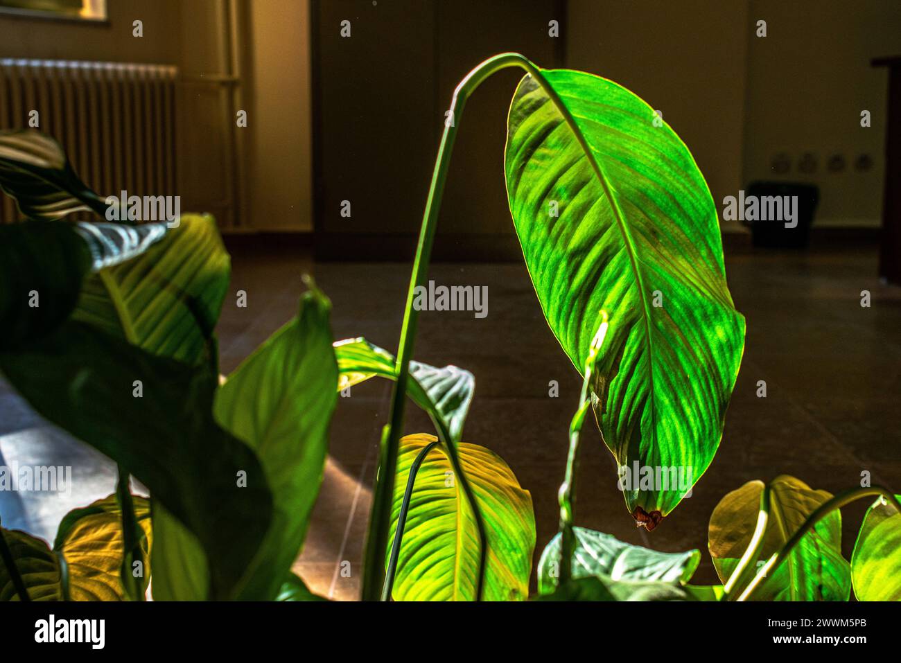 Le grandi foglie verdi all'interno della casa aggiungono un tocco di natura, freschezza e vivacità allo spazio interno, creando un'atmosfera accogliente e tranquilla. Foto Stock