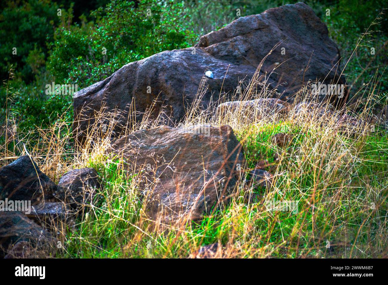 Sculture della natura: Grandi rocce tranquille accoccolate nell'erba lussureggiante di un prato sereno, creando una tranquilla scena all'aperto. Foto Stock