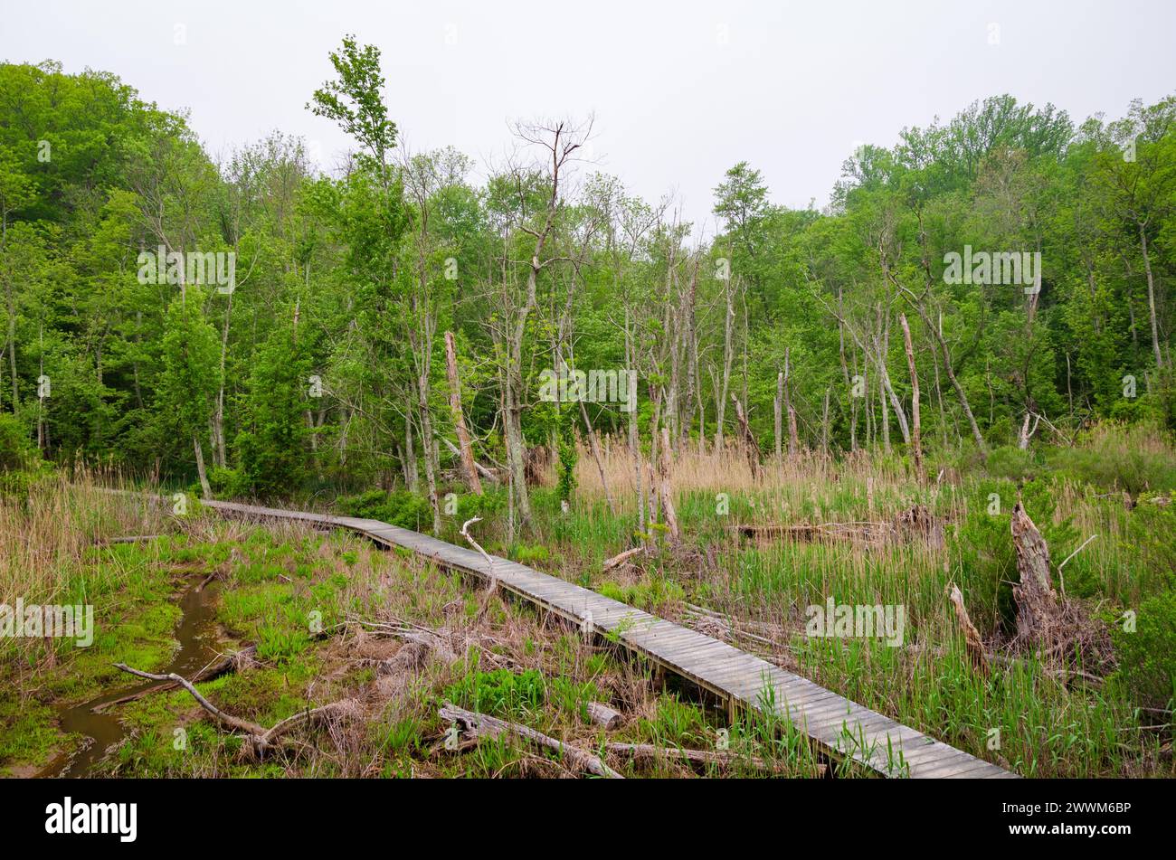 Westmoreland State Park nella contea di Westmoreland, Virginia, Stati Uniti Foto Stock