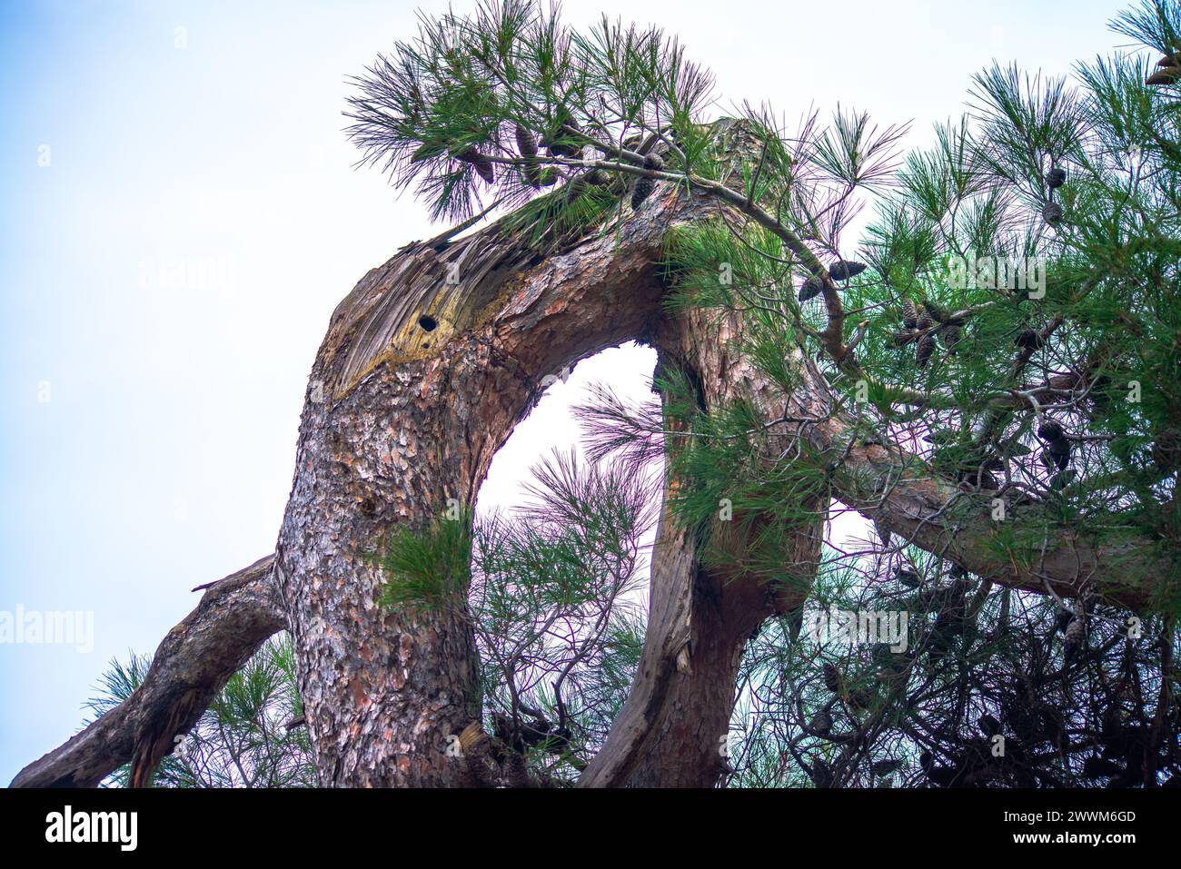 Oddity della natura: Un albero dalla forma strana si erge come una meraviglia unica e particolare nel paesaggio esterno, che mostra il fascino distintivo della natura Foto Stock
