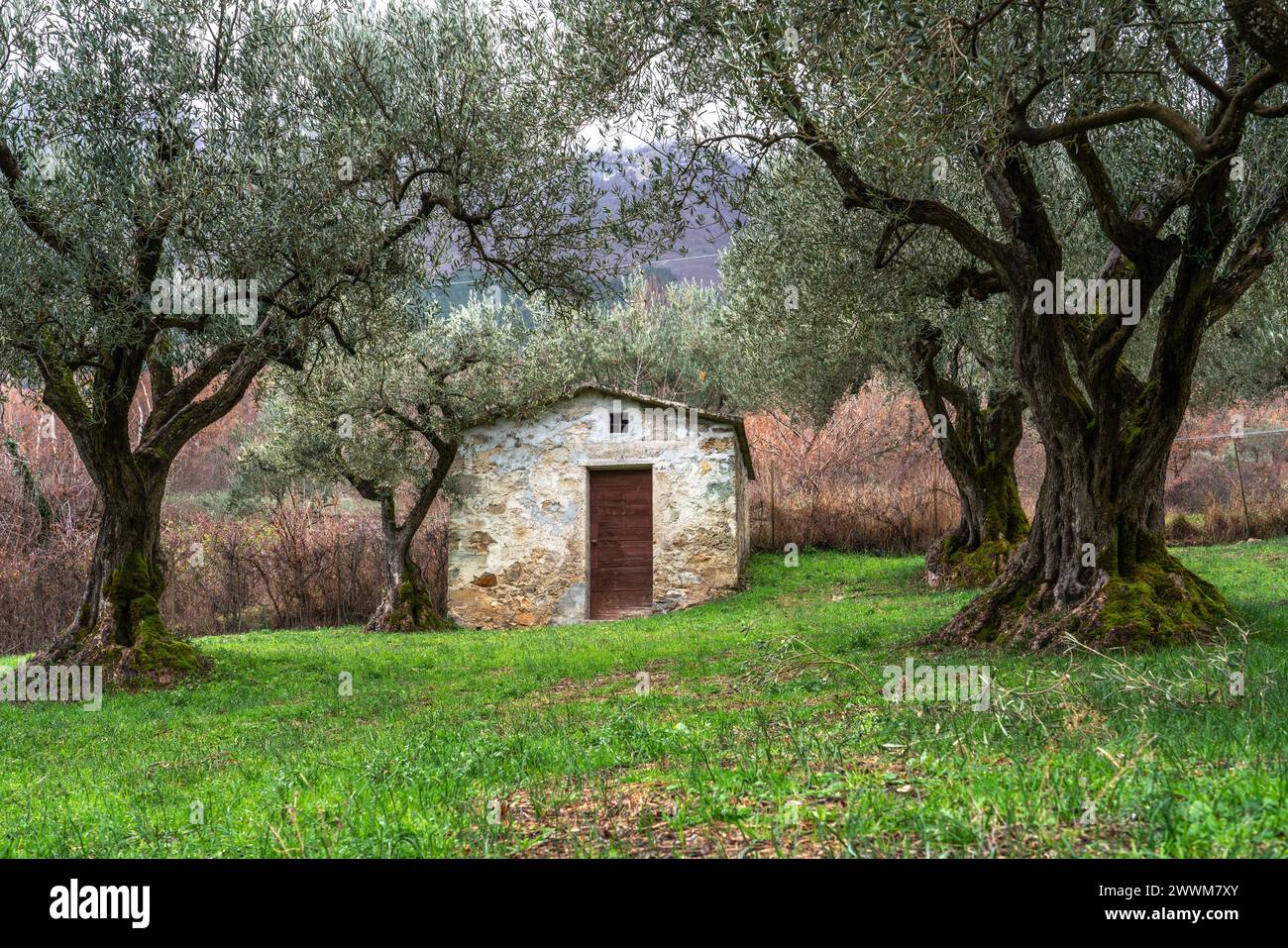 Una casa di campagna in un uliveto, un prato verde e un cancello senza recinzione. Abruzzo, Italia, Europa Foto Stock