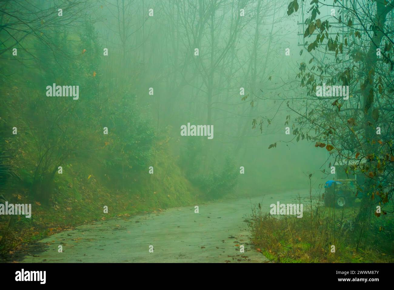 Entra in una foresta nebbiosa incantata dove alberi antichi abbracciano un ambiente mistico, gettando un incantesimo di eterea meraviglia nel bosco pieno di nebbia. Foto Stock