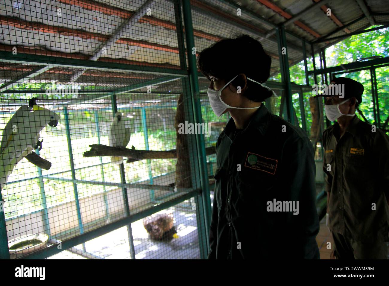 Gli ufficiali monitorano il comportamento degli uccelli delle specie Cockatoo (Cacatuidae) al Wildlife Rescue Center. Foto Stock