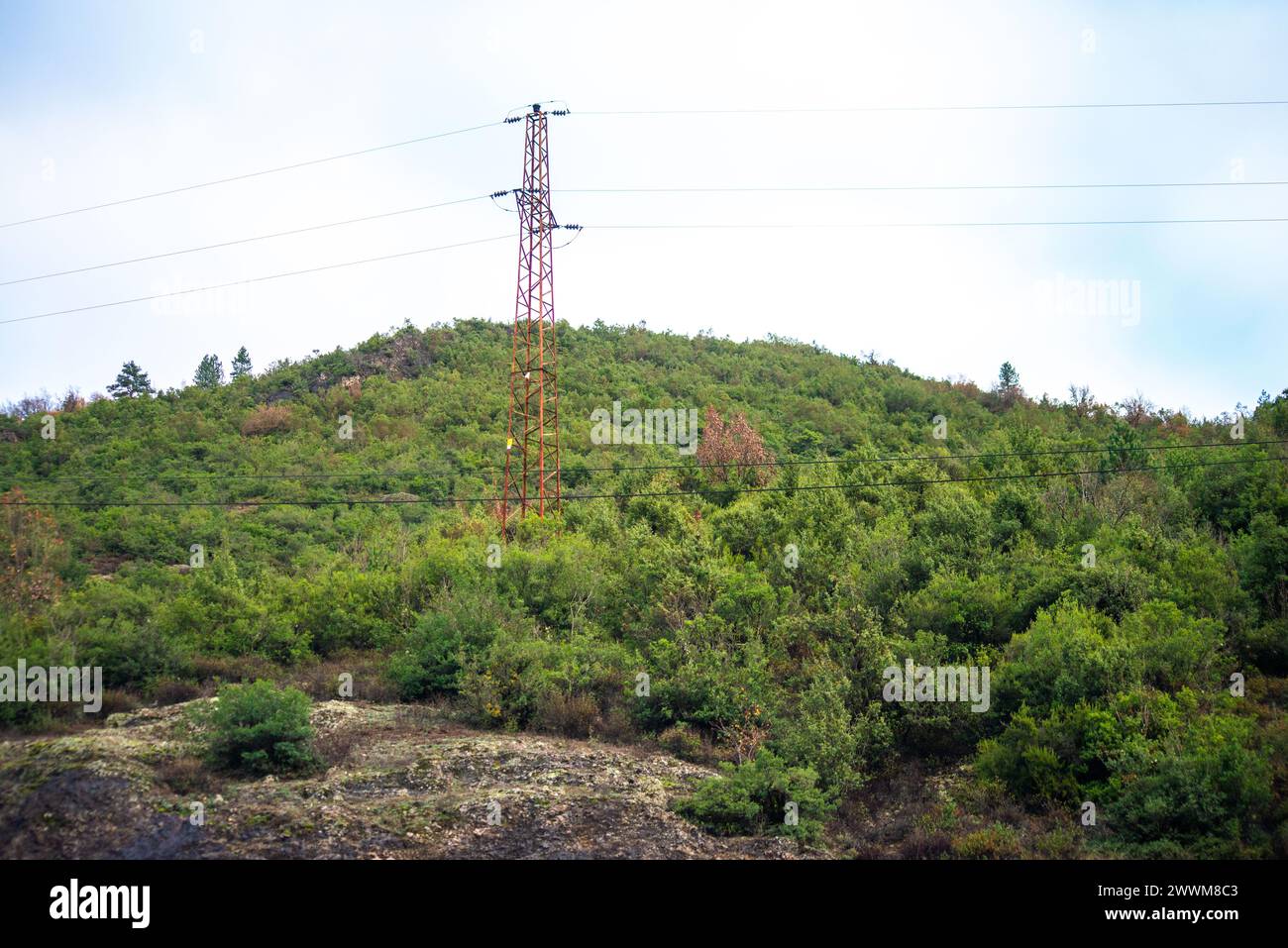 Nascosta all'interno dei cespugli, un'asta elettrica fonde perfettamente tecnologia e natura, armonizzando l'infrastruttura con il verde che la circonda. Foto Stock