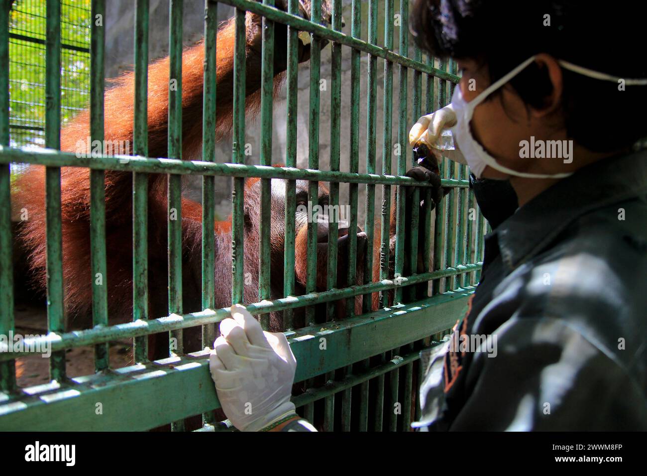 Gli oranghi borneani adulti (Pongo pygmaeus) sembrano felici quando i custodi degli animali danno vitamine confezionate in sacchetti di plastica al Wildlife Rescue Center. Foto Stock