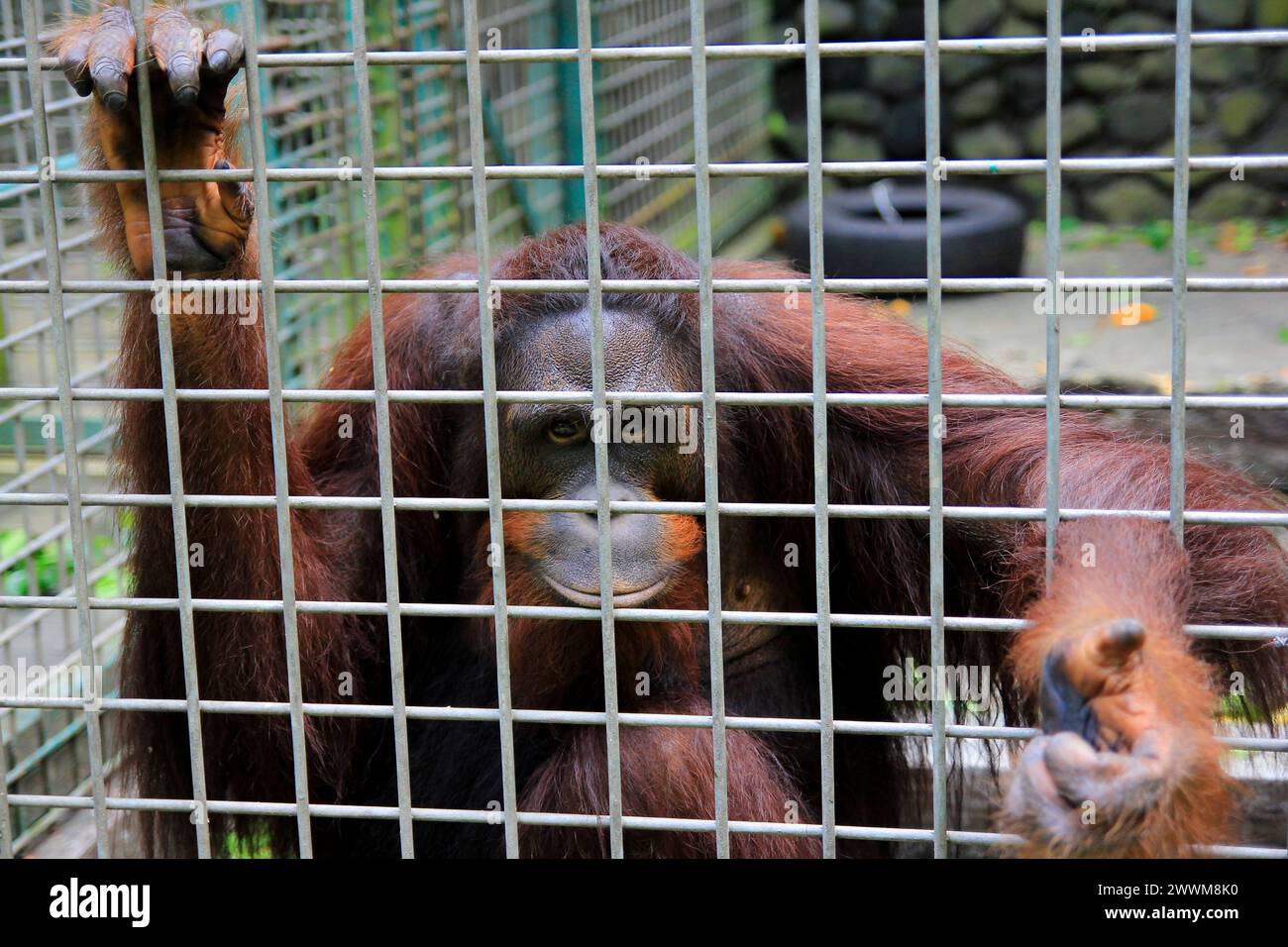 Abitanti di orango borneani del Jogja Wildlife Rescue Center, che ha ancora l'opportunità di essere restituiti al suo habitat naturale. Foto Stock