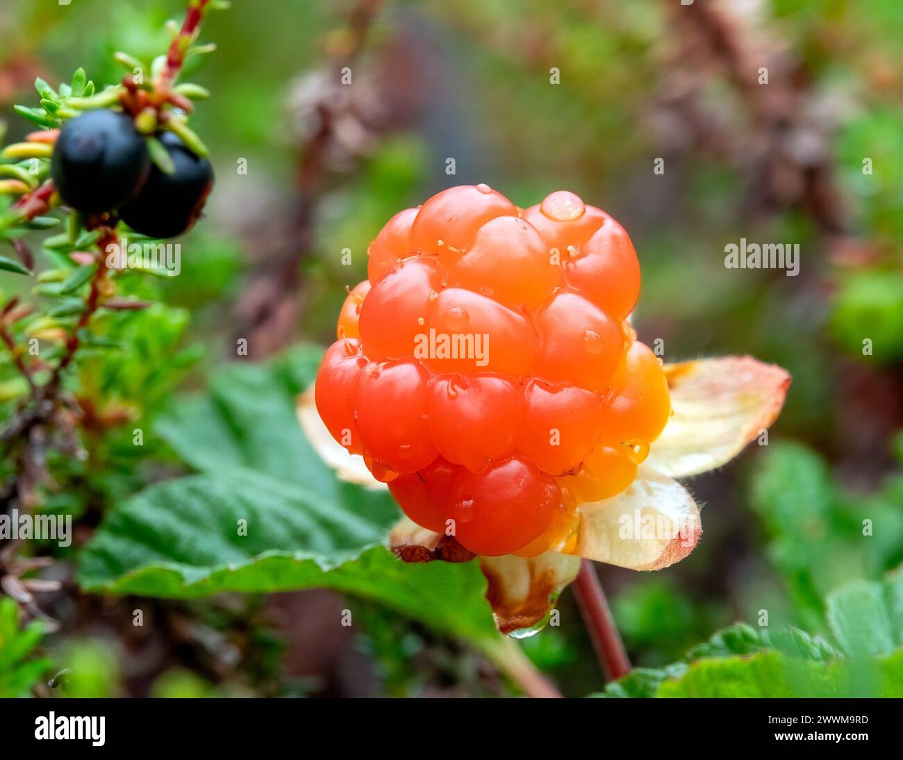 CloudBerry Foto Stock