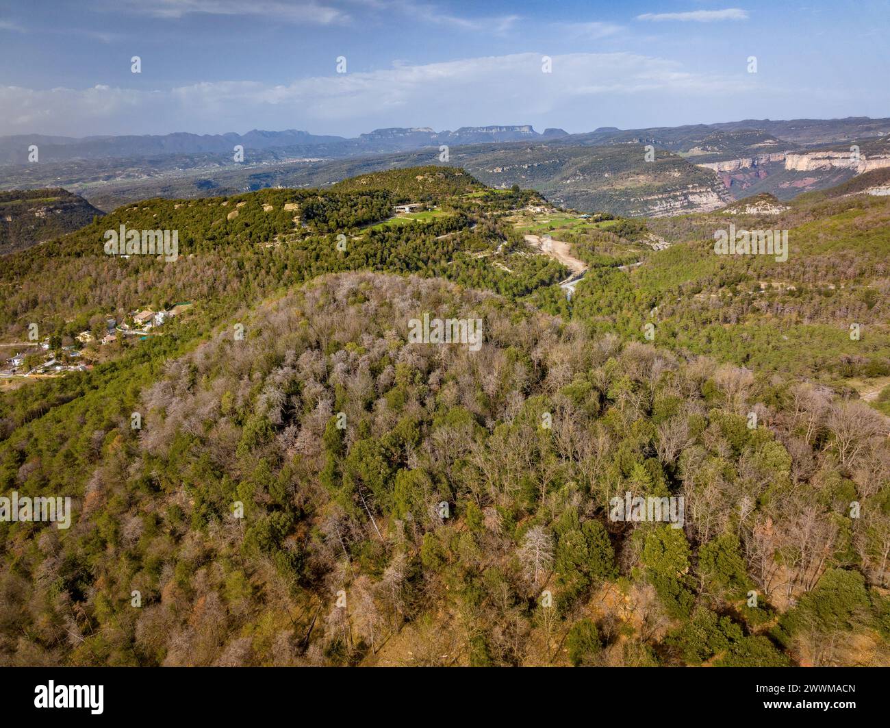 Foreste con pino scozzese (Pinus sylvestris) morte e secche dalla siccità del 2022-24 a Les Guilleries (Osona, Barcellona, Catalogna, Spagna) Foto Stock
