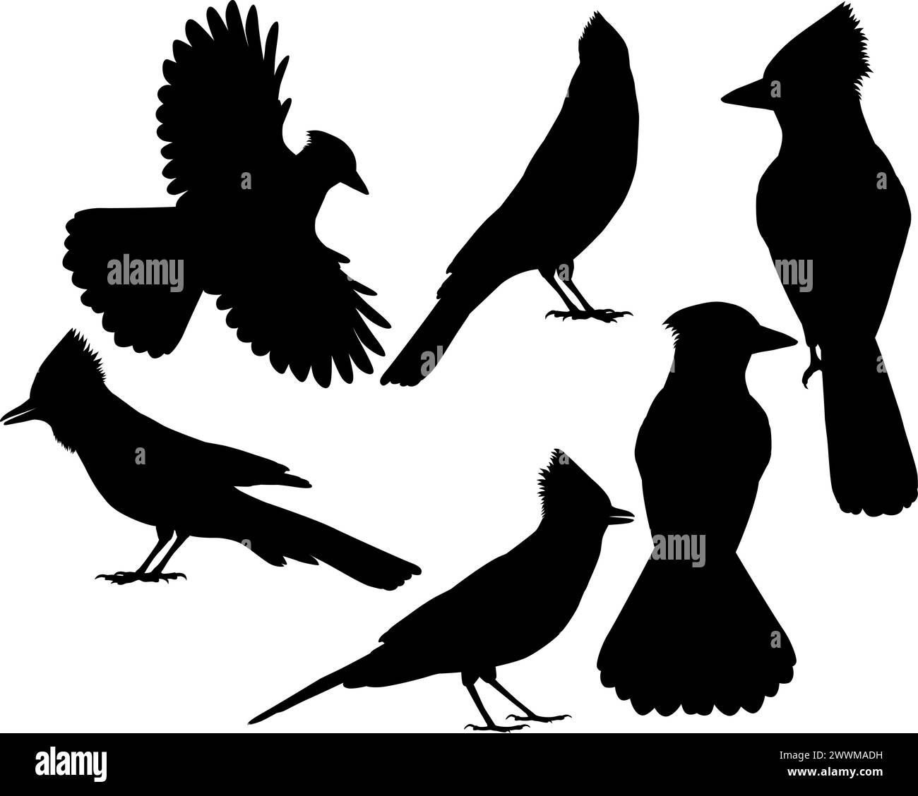 Collezione di silhouette di jay Bird blu Illustrazione Vettoriale