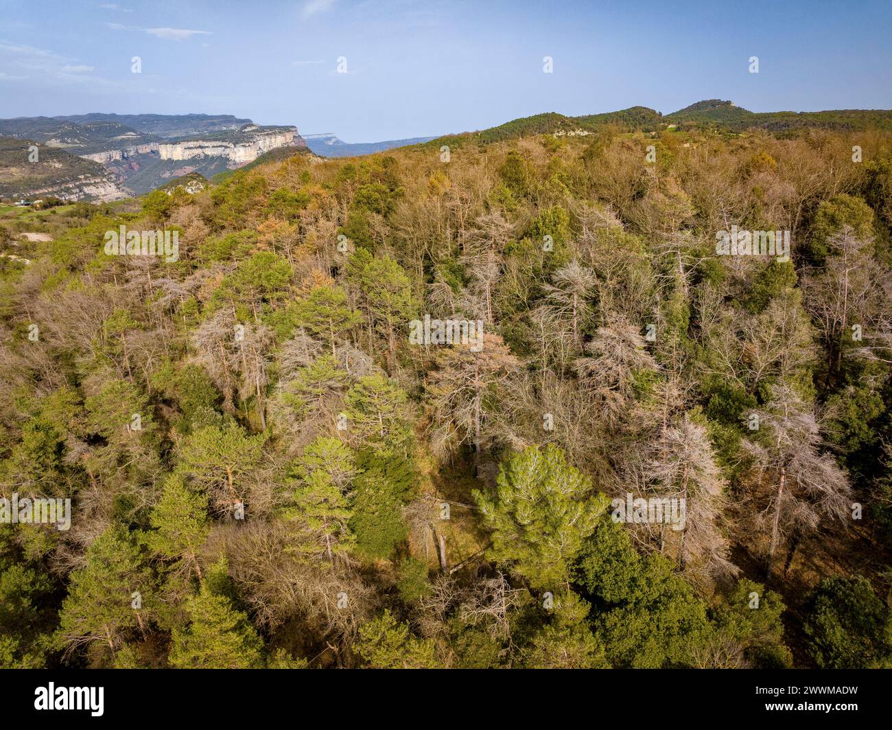 Foreste con pino scozzese (Pinus sylvestris) morte e secche dalla siccità del 2022-24 a Les Guilleries (Osona, Barcellona, Catalogna, Spagna) Foto Stock