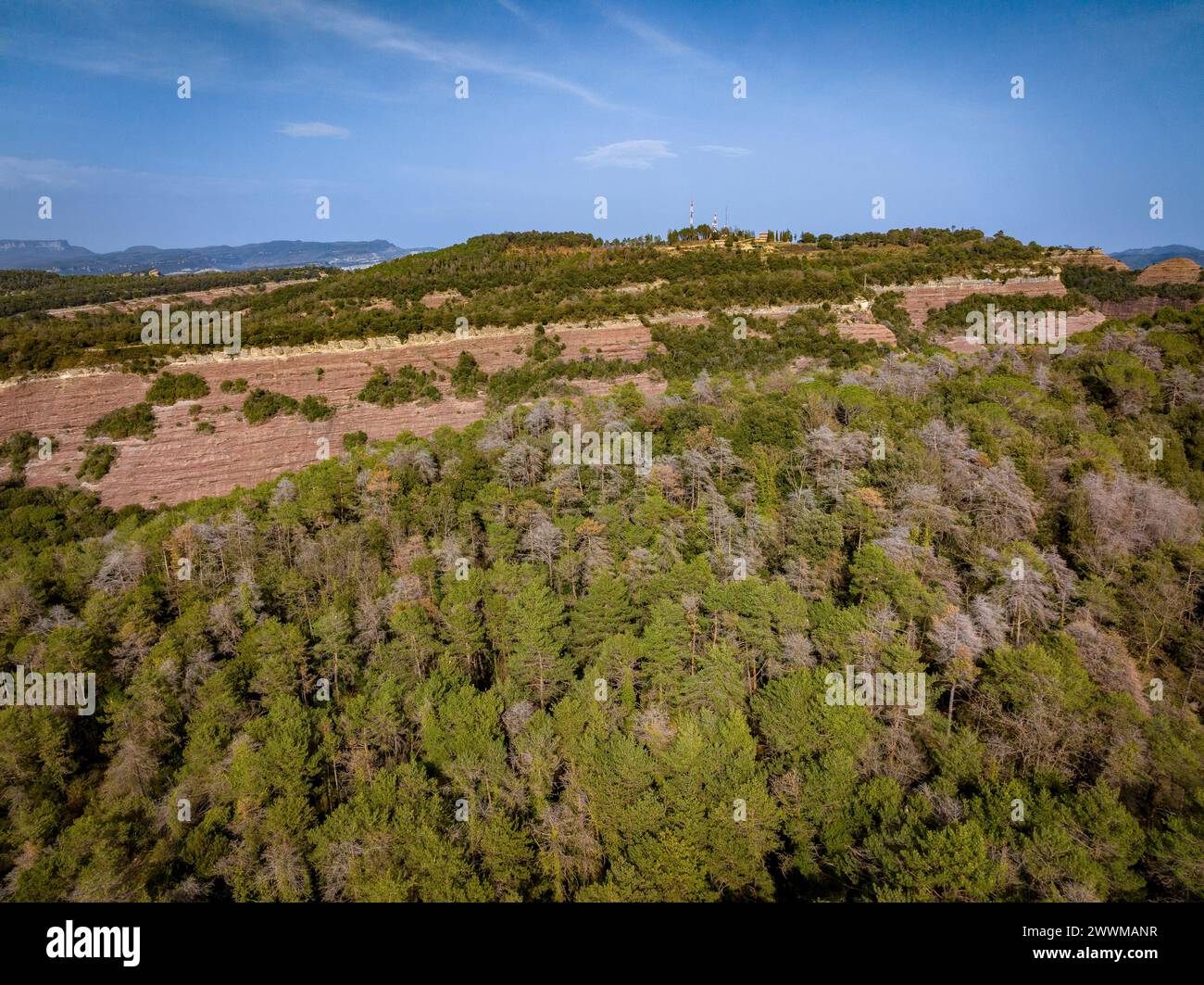 Foreste con pino scozzese (Pinus sylvestris) morte e secche dalla siccità del 2022-24 a Les Guilleries (Osona, Barcellona, Catalogna, Spagna) Foto Stock