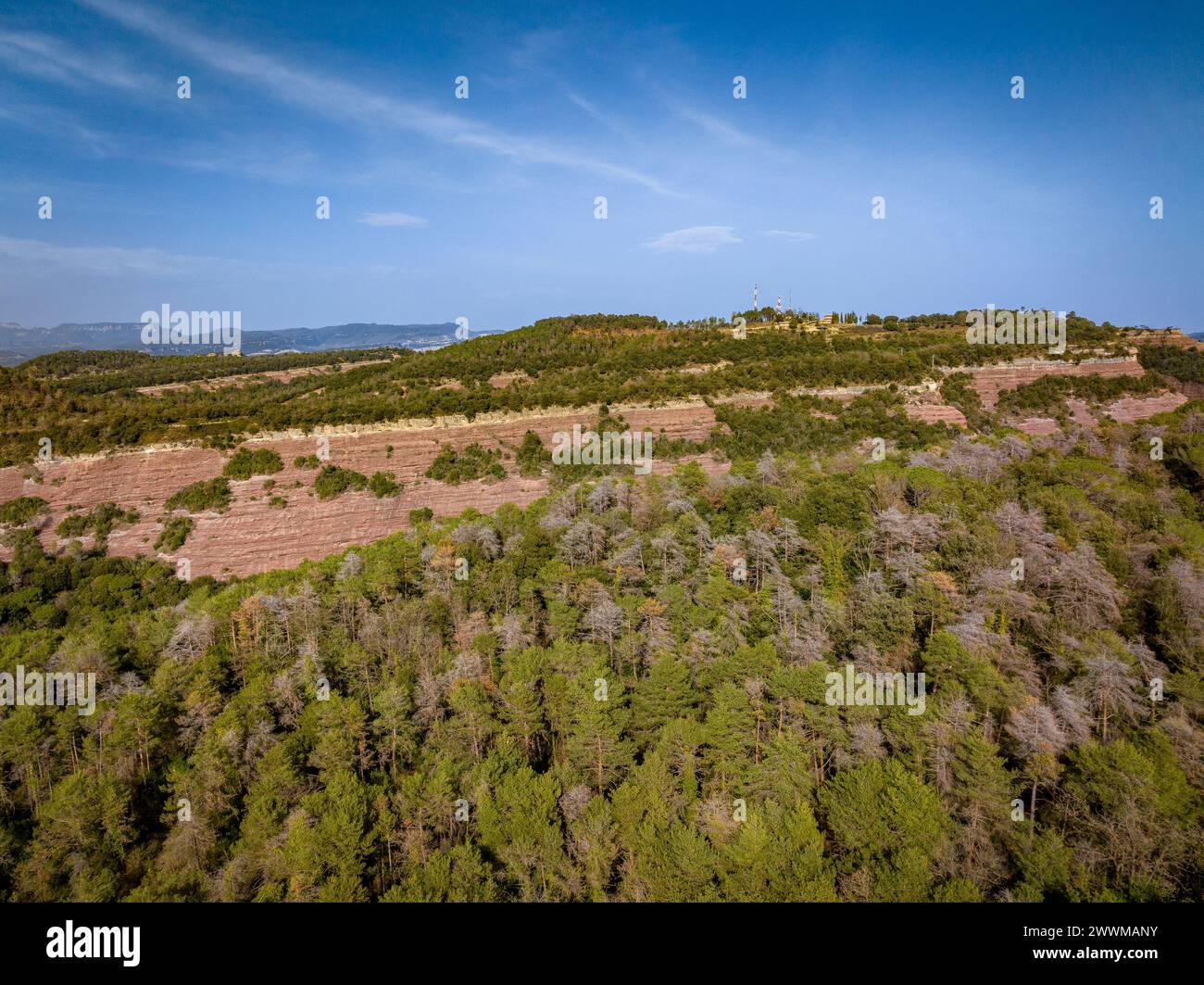 Foreste con pino scozzese (Pinus sylvestris) morte e secche dalla siccità del 2022-24 a Les Guilleries (Osona, Barcellona, Catalogna, Spagna) Foto Stock