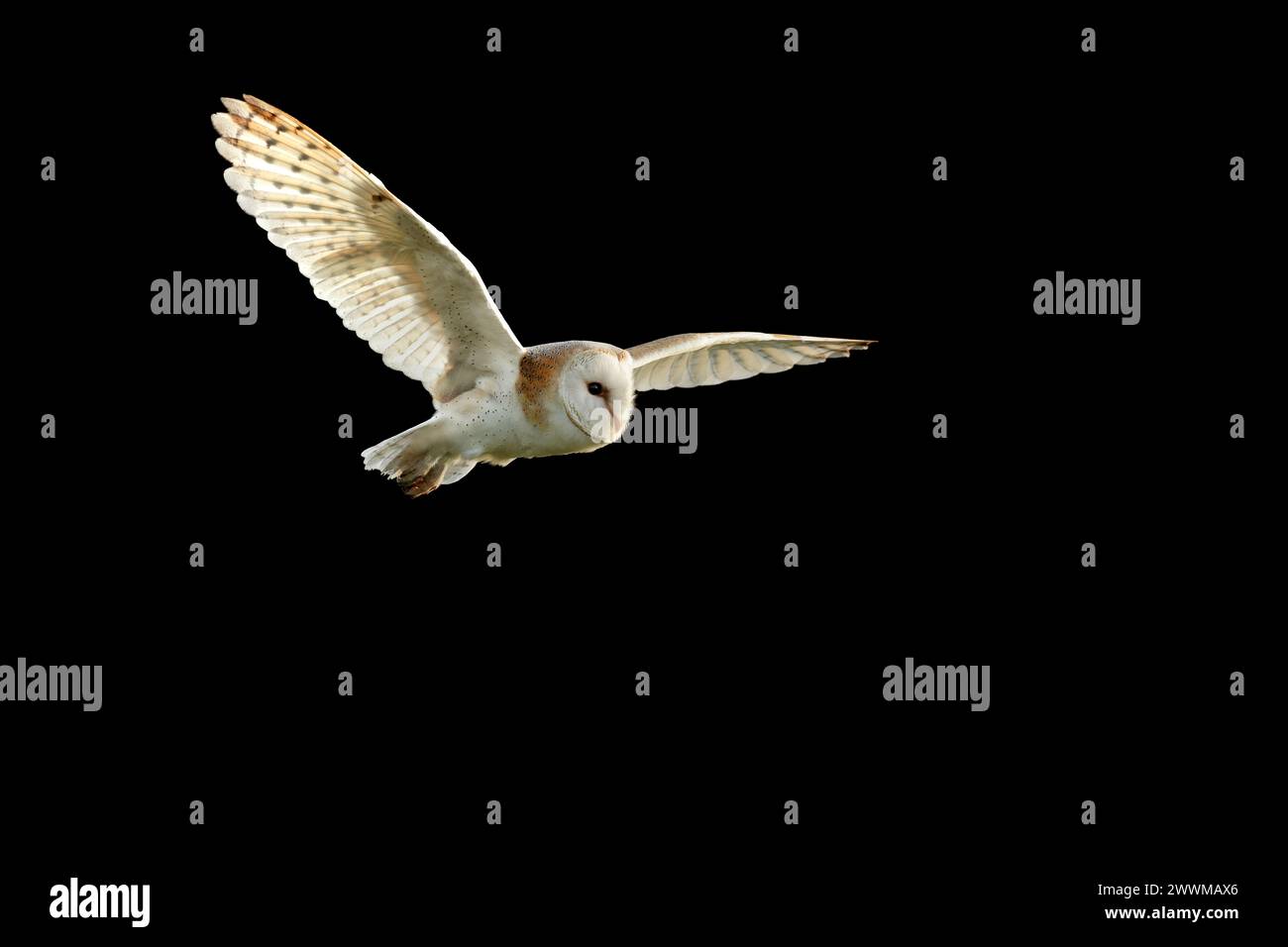 Un gufo in volo con ali completamente estese. Foto Stock