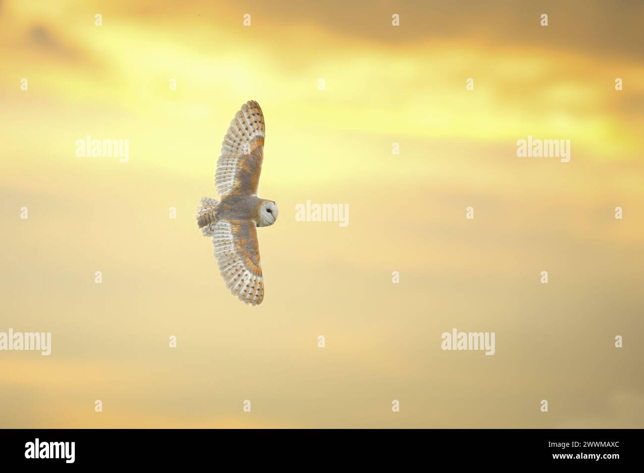 Un gufo in volo con ali completamente estese. Foto Stock