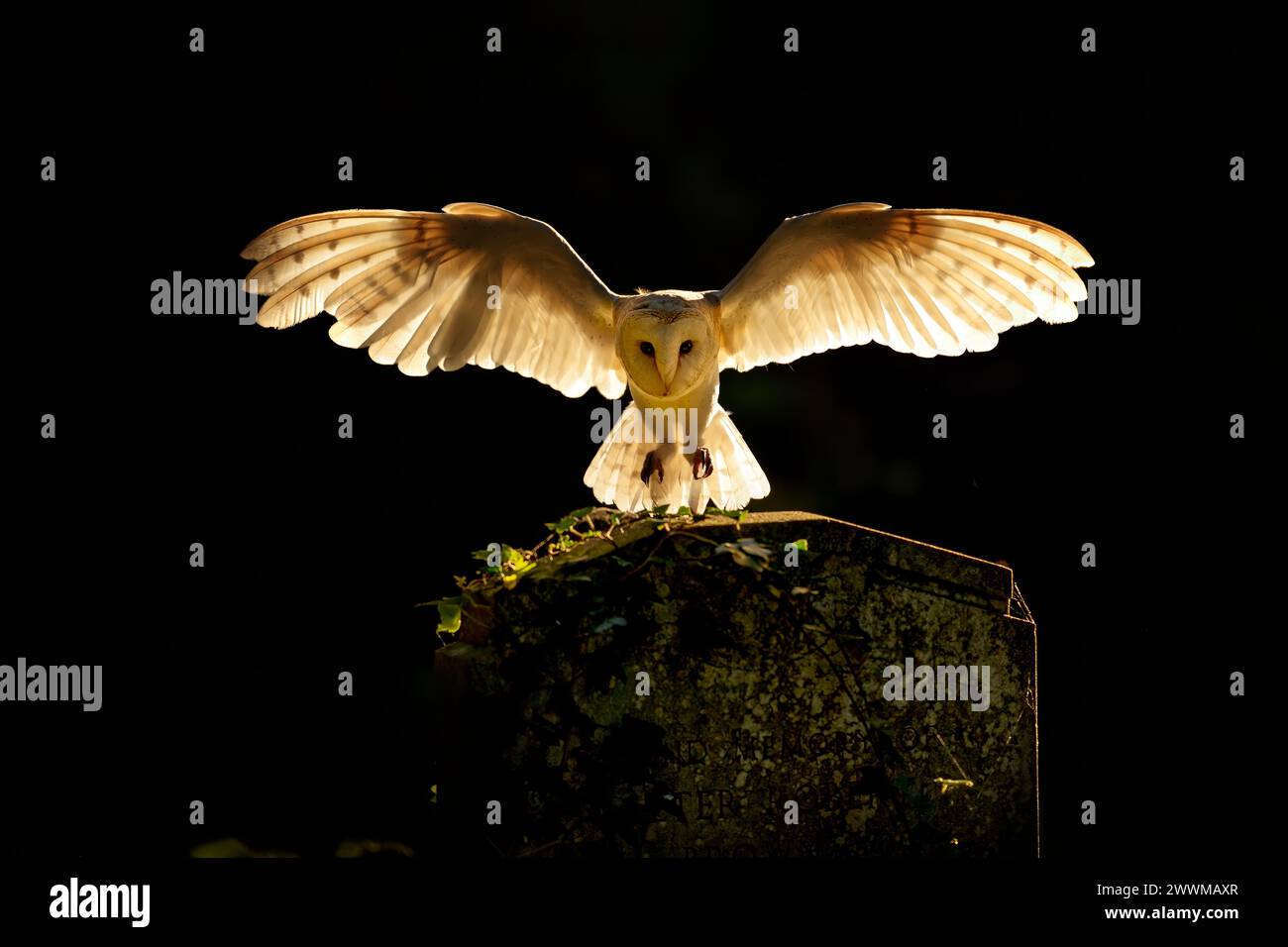 Un gufo in volo con ali completamente estese. Foto Stock