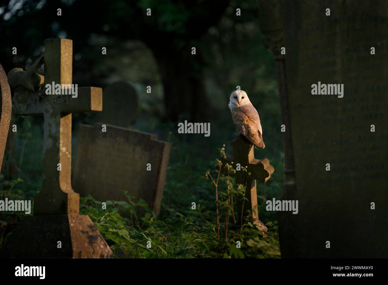 Owl seduto su una croce in un cimitero Foto Stock