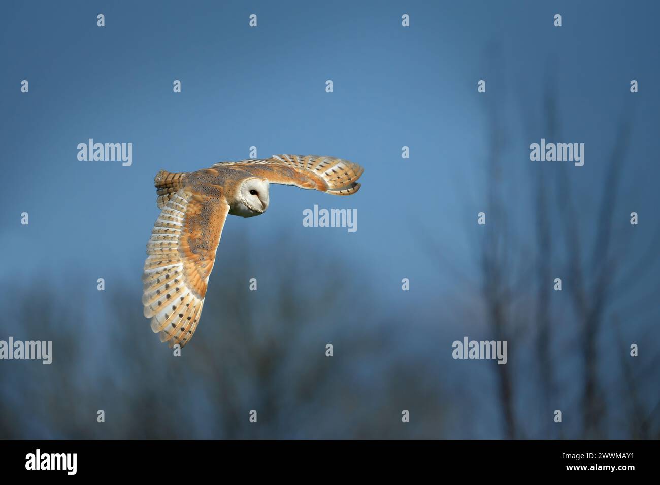 Un gufo in volo con ali completamente estese. Foto Stock
