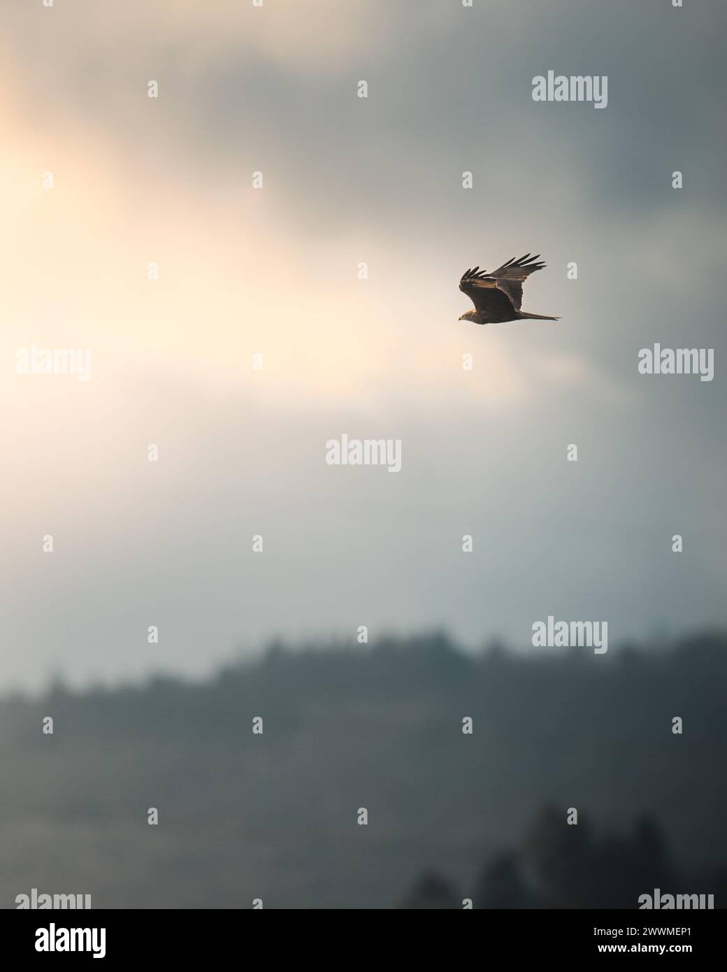 Un grande uccello che si innalza sopra un campo erboso. Foto Stock