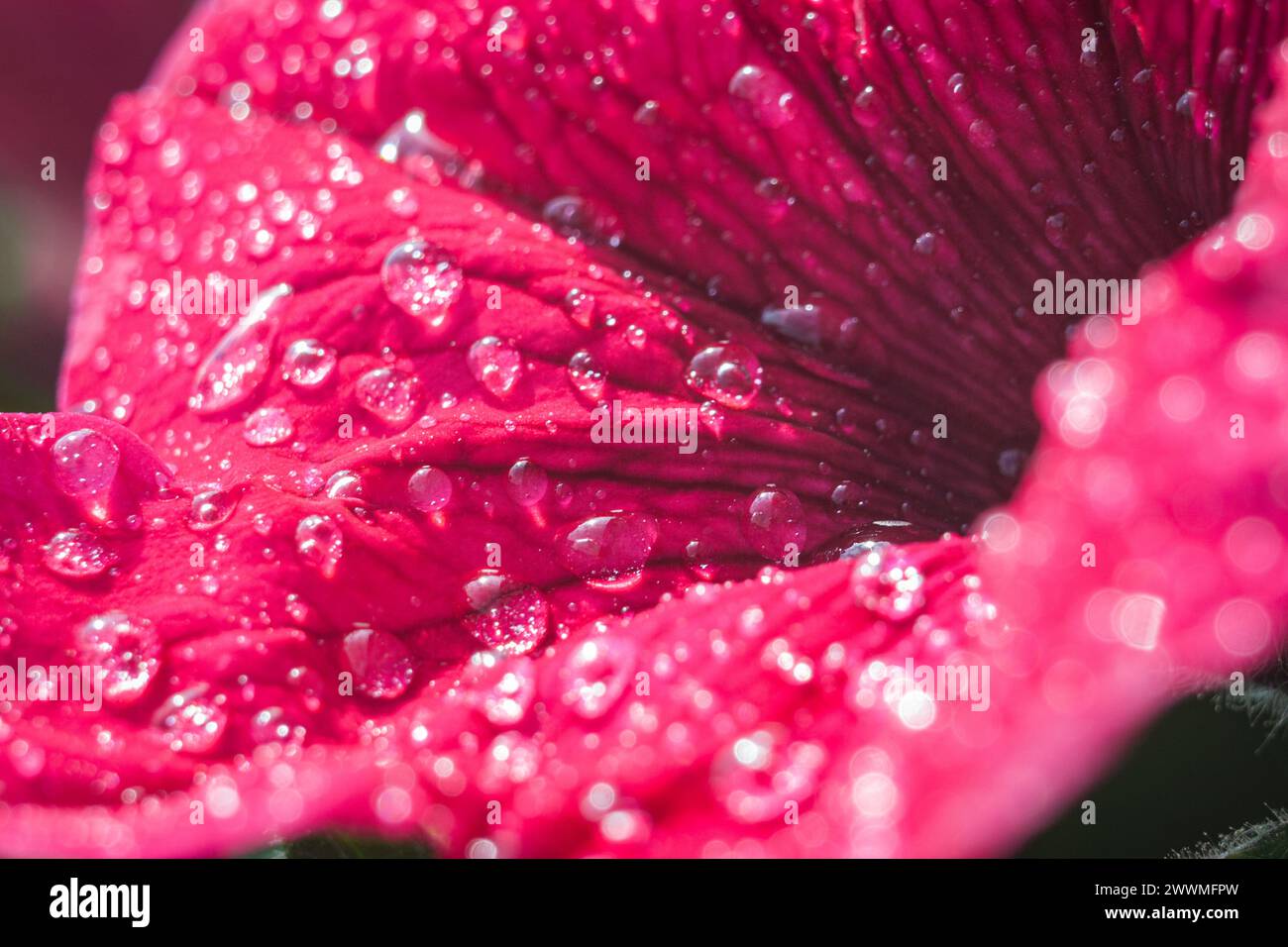 Un primo piano di un fiore bagnato dalla pioggia con gocce d'acqua Foto Stock