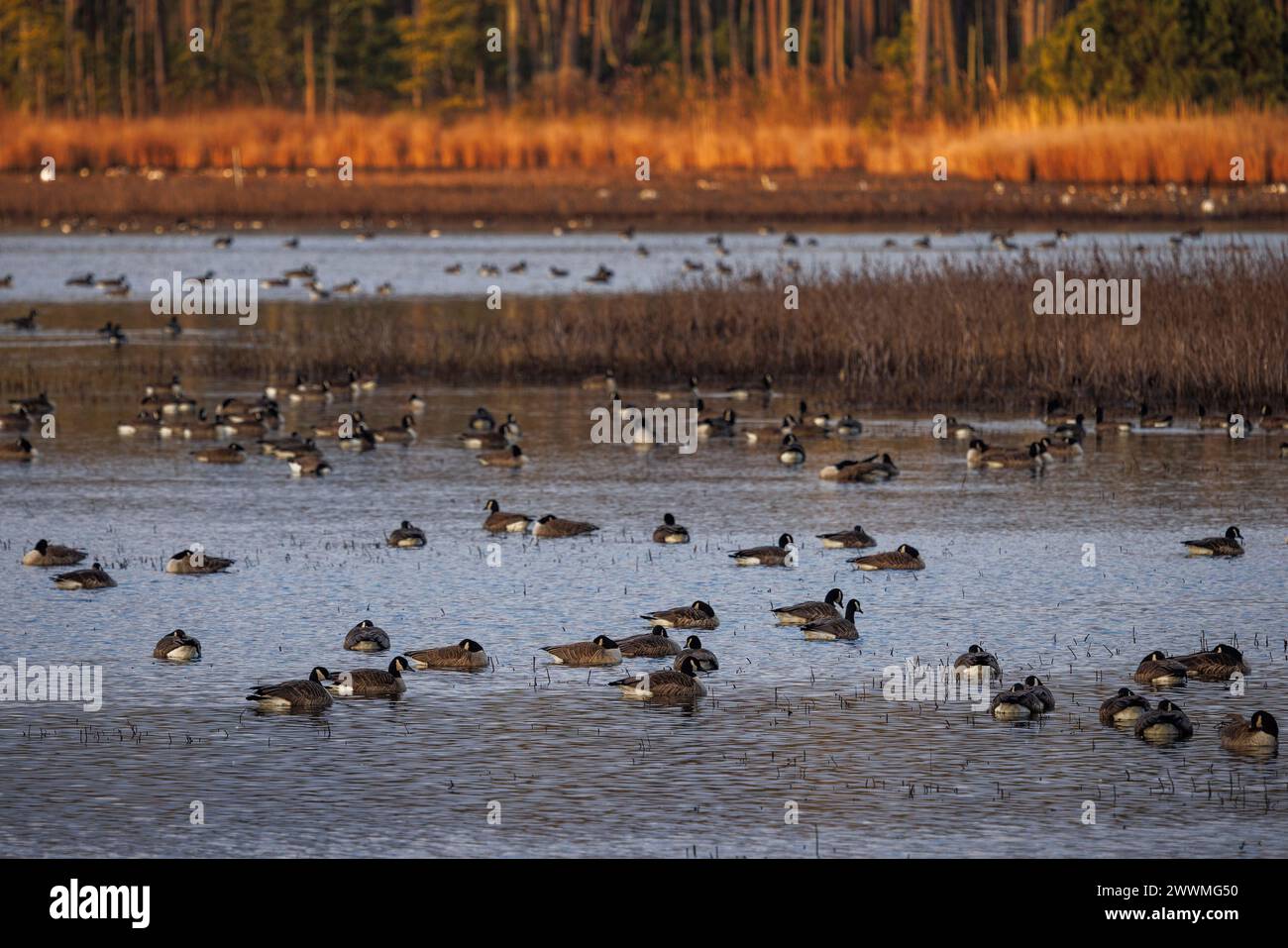 Grandi gruppi di oche migratorie nella costa orientale del Maryland. Foto Stock