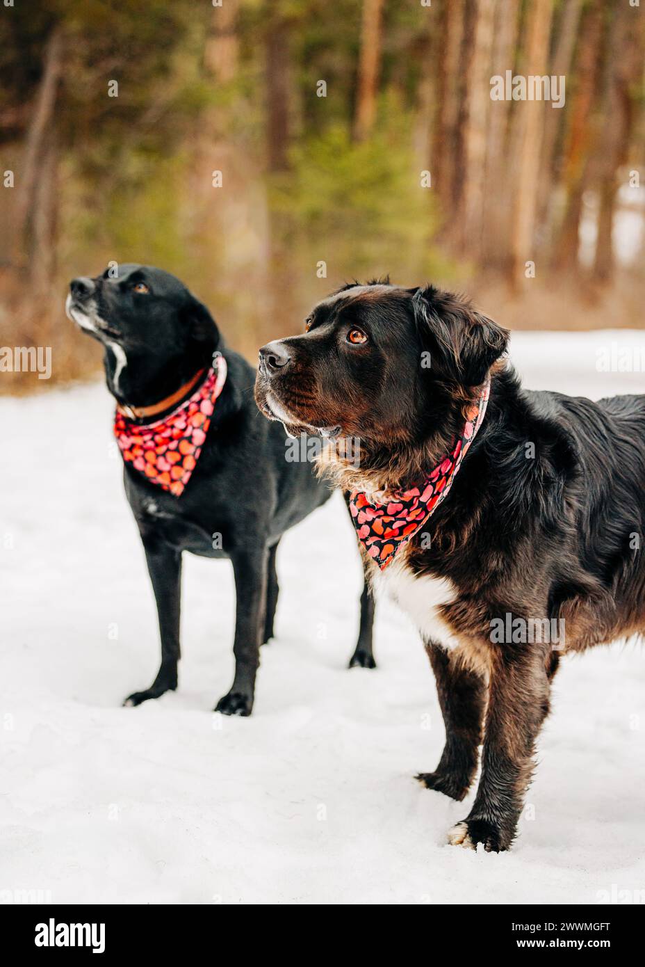 Due cani di grossa taglia con bandane cardiache in piedi nella foresta invernale Foto Stock