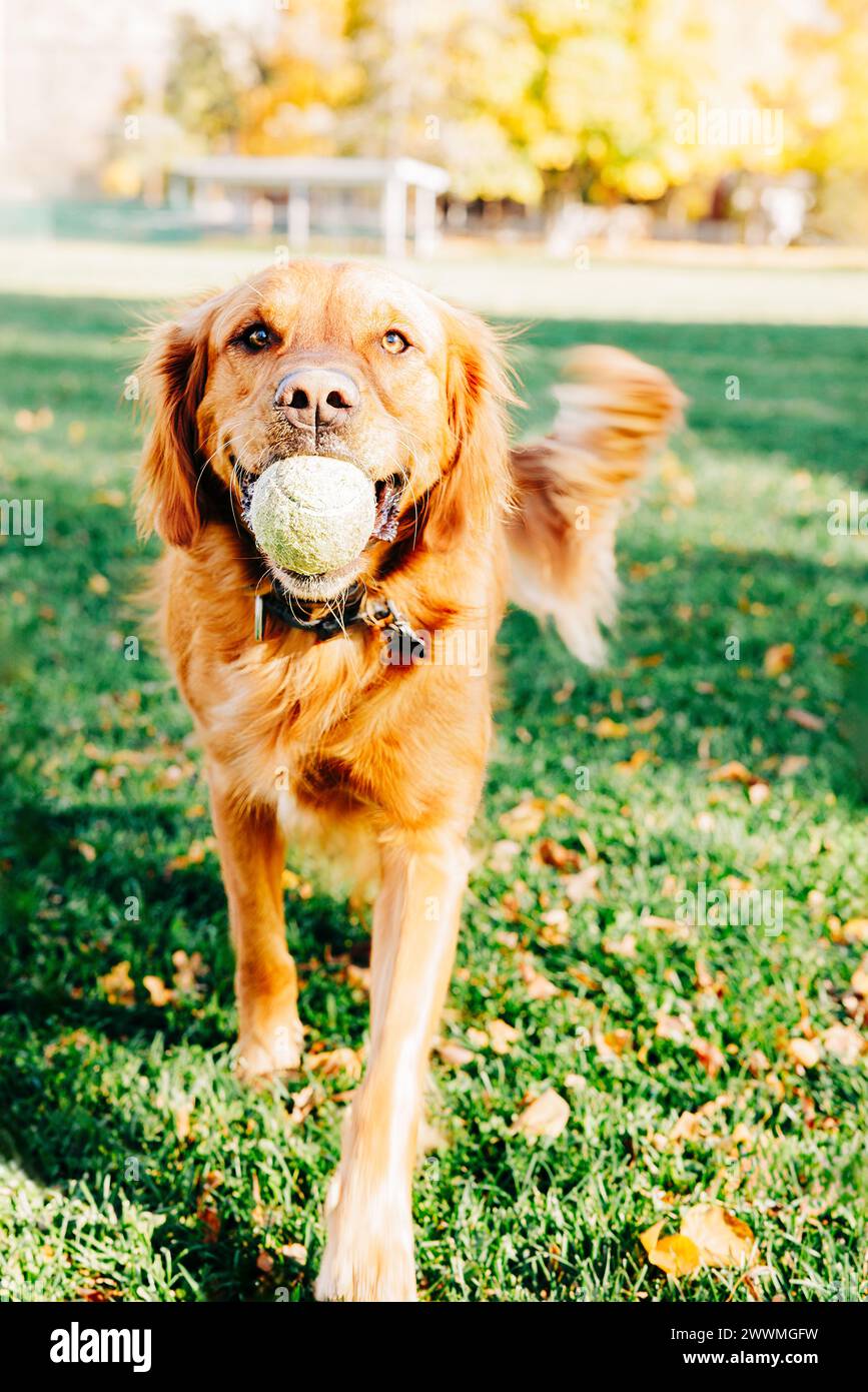 Felice cane Golden retriever nel parco con la palla da tennis in bocca Foto Stock