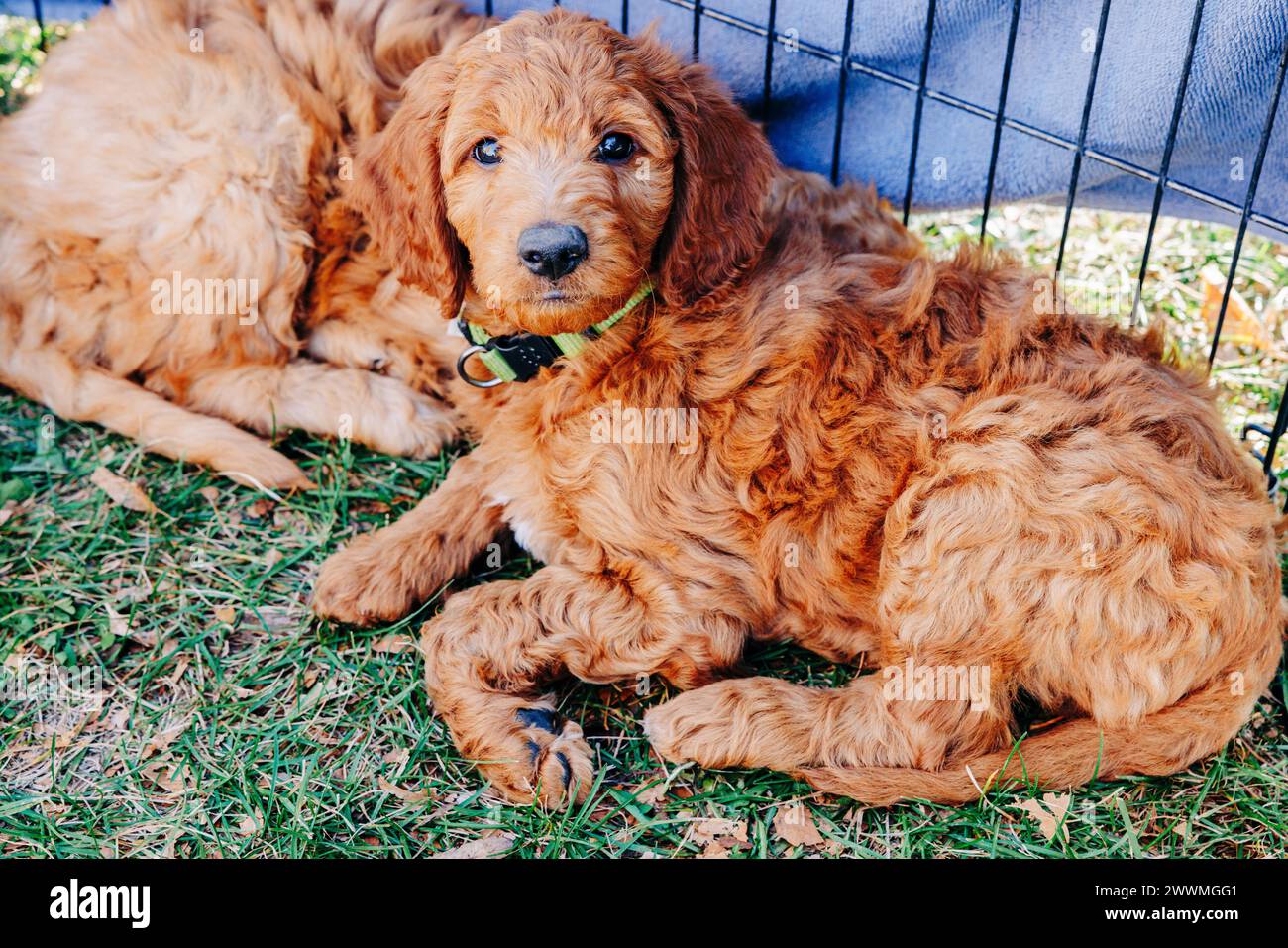 Cucciolo di Goldendoodle con colletto verde adagiato sull'erba Foto Stock