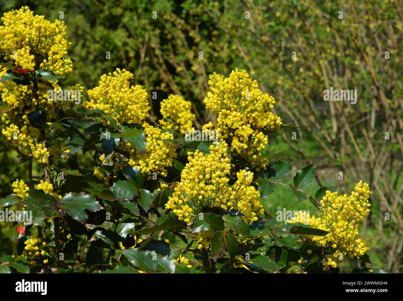 Mahonia aquifolium (Oregon Grape Holly) è un affascinante arbusto sempreverde che aggiunge colore e interesse ai giardini ombreggiati. Foto Stock