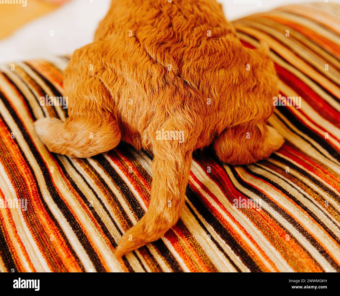 Hind end del cucciolo di Goldendoodle seduto su un cuscino a strisce Foto Stock