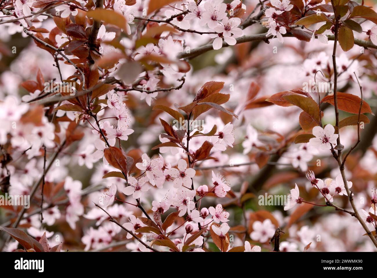 Fiori di prugna, Prunus cerasifera Nigra, primo piano. Rametti di un albero ornamentale a garten. All'inizio della primavera. Sfondo naturale. Trencin, Slovacchia Foto Stock