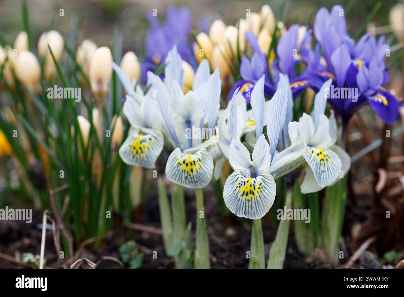 Iris reticulata "Katharine Hodgkin", Iris reticulata blu scuro e croco in fiore. Foto Stock