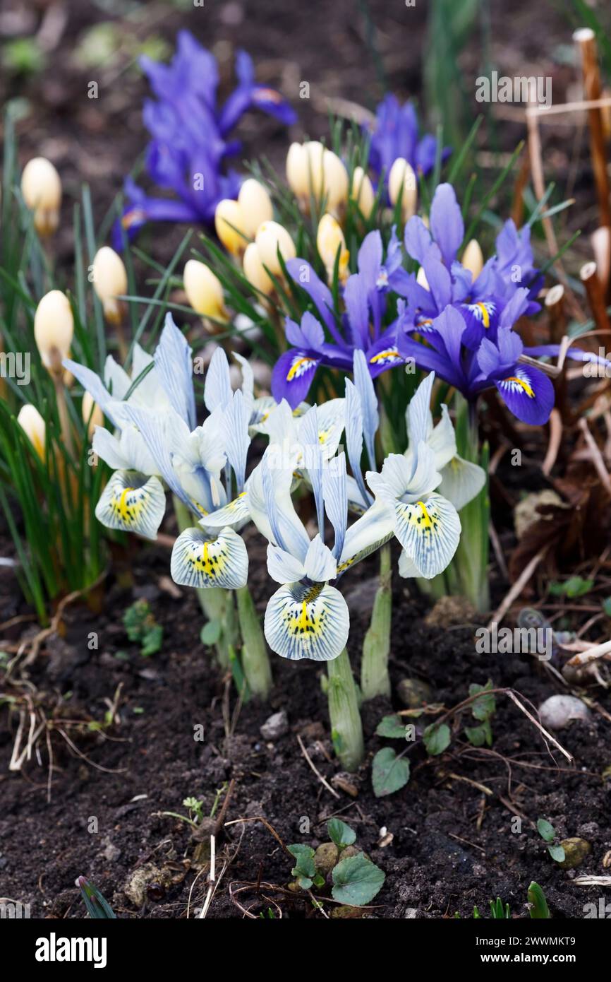 Iris reticulata "Katharine Hodgkin", Iris reticulata blu scuro e croco in fiore. Foto Stock