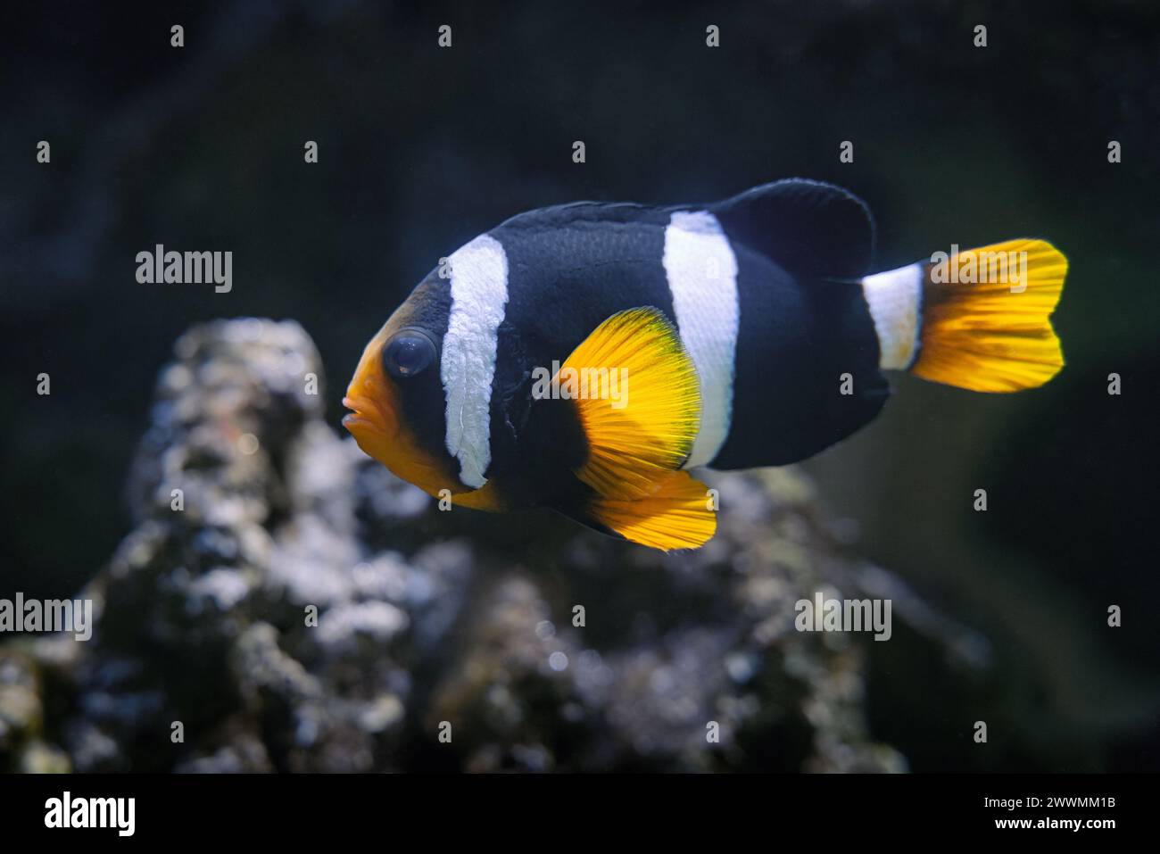 L'anemonefish di Clark, l'Amphiprion clarkii Foto Stock