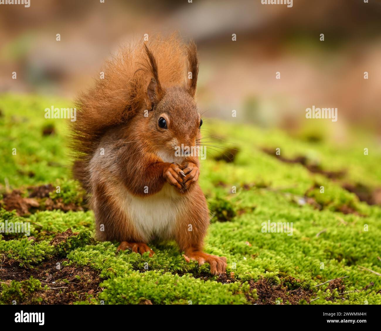 Carino e minacciato Red Squirrel Foto Stock