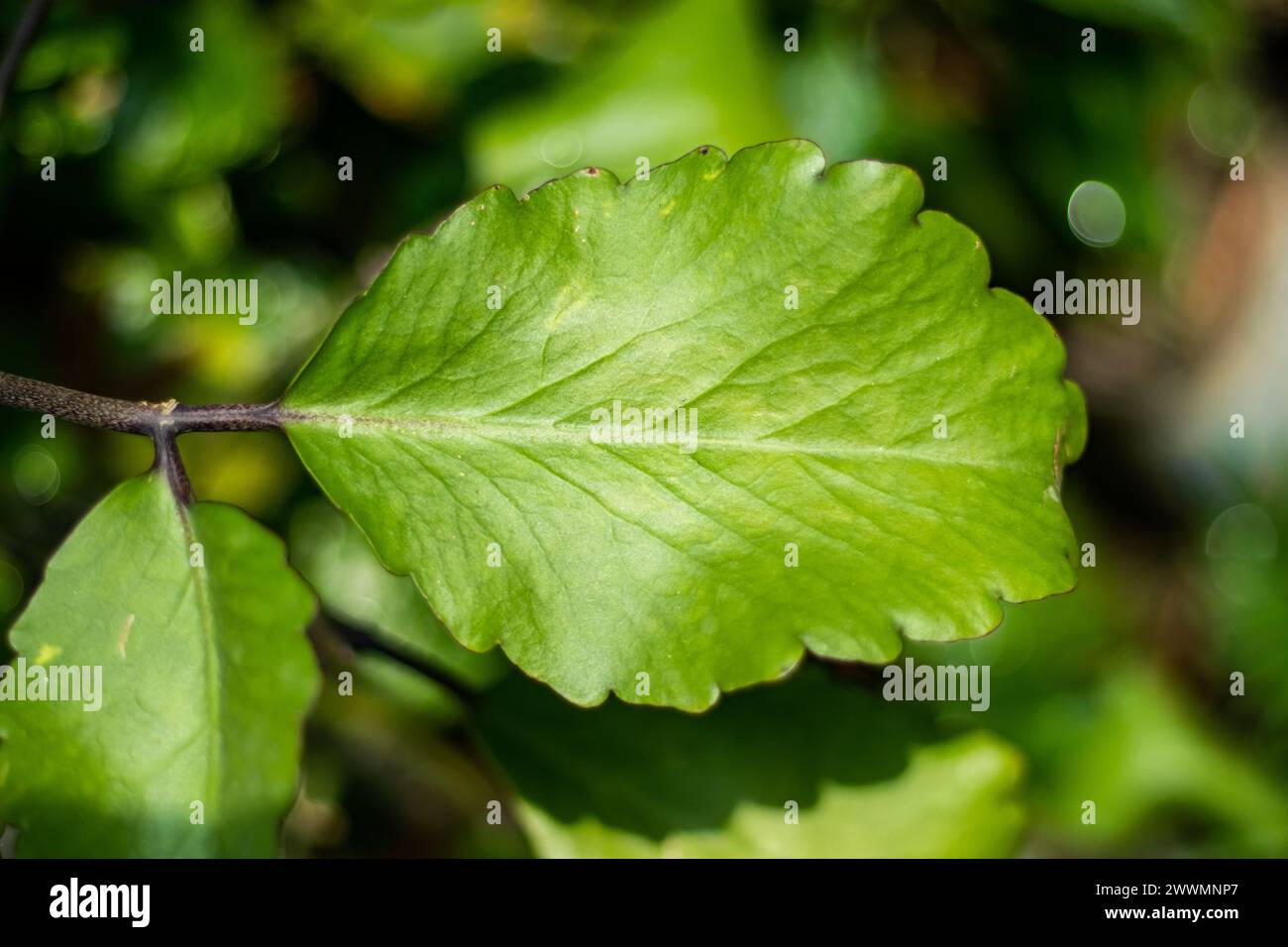 Bryophyllum pinnatum o Kalanchoe pinnata, comunemente noto come campane della cattedrale, pathor kuchi, pianta aerea, pianta vitale, foglia miracolosa. Le piante che W Foto Stock