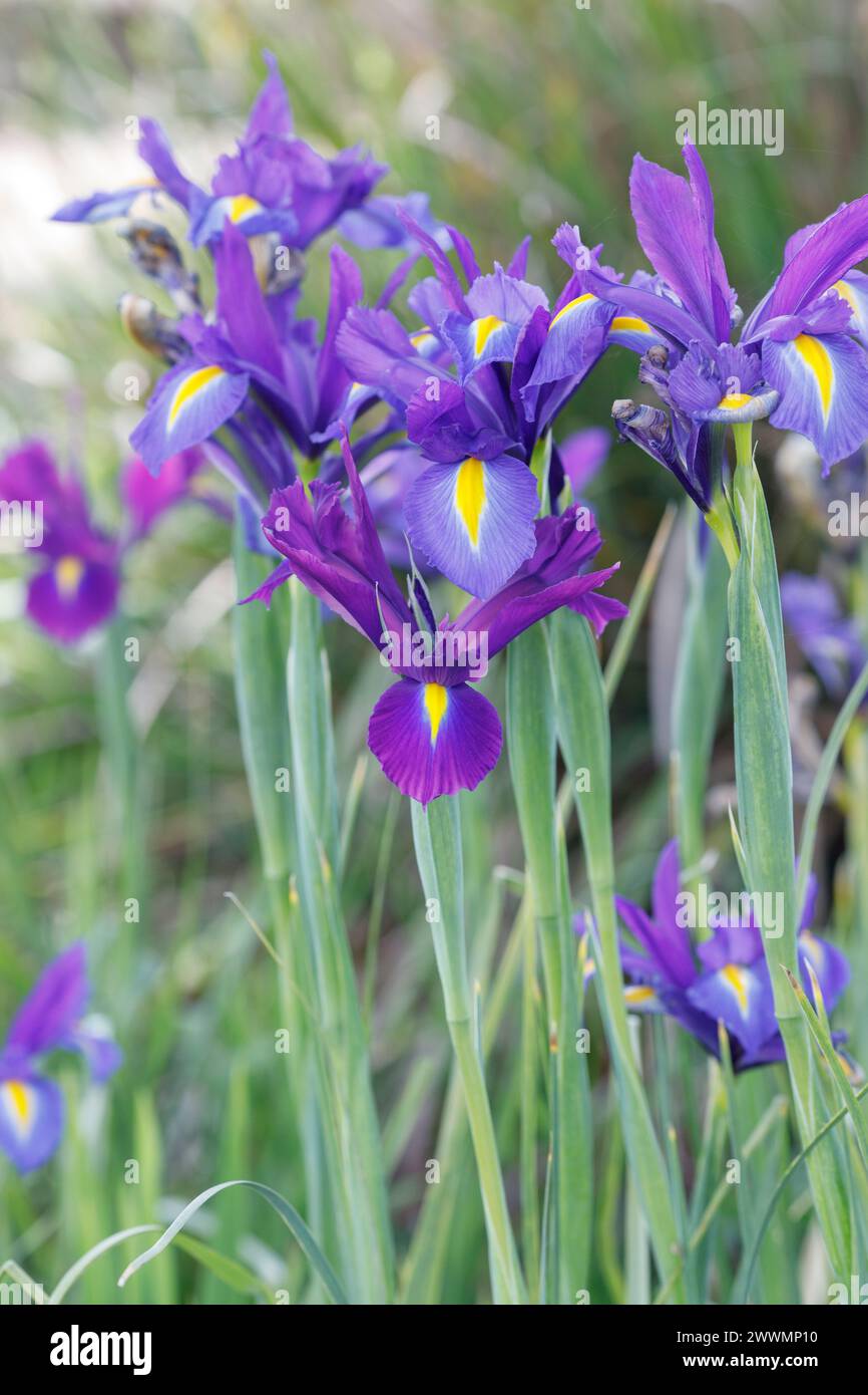 Iris x fiori hollandica "Blue Magic". Foto Stock