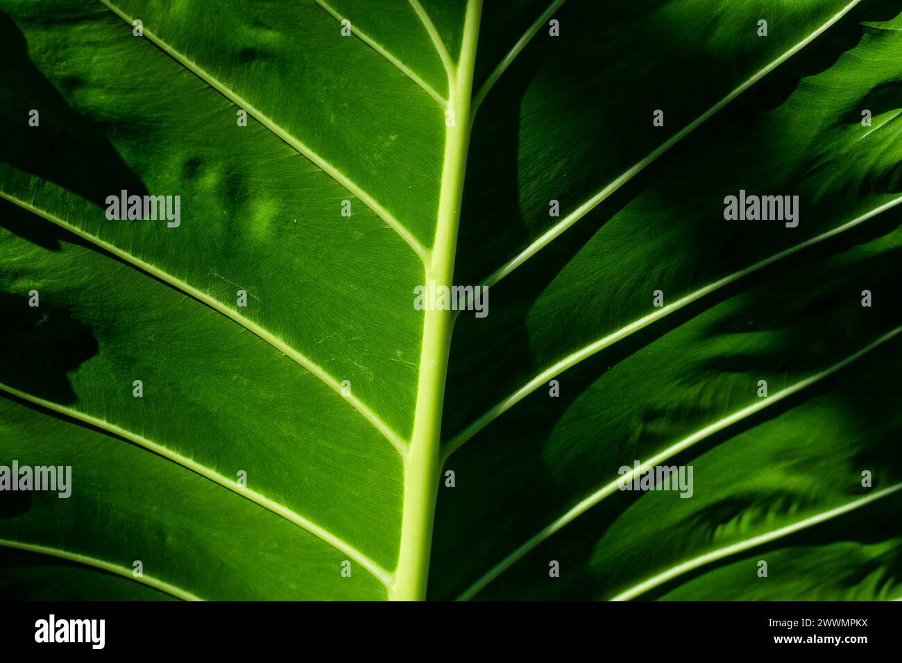 L'Alocasia Macrorrhiza è una delle più grandi Alocasia, conosciuta anche come le foglie di Taro gigante e Borneo gigante è una pianta imponente. Il taro gigante l'ha fatto Foto Stock