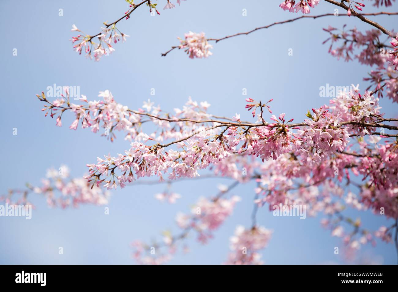 Guardando verso l'alto il ciliegio rosa che fiorisce contro un cielo azzurro Foto Stock