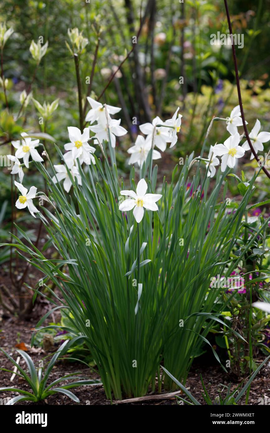 Narcissi in un giardino boschivo Foto Stock