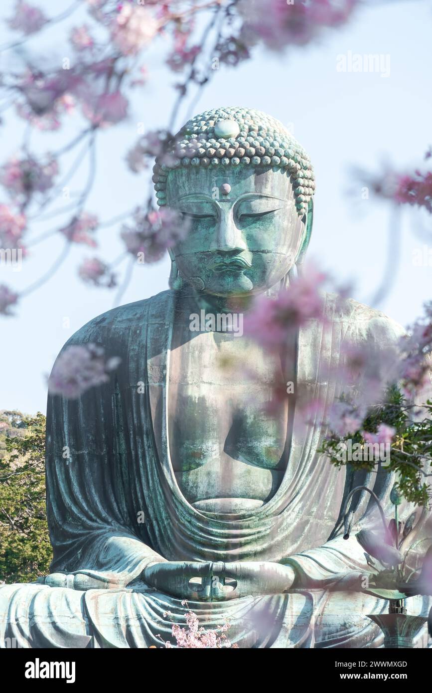 Il grande Buddha a Kotoku-in con splendidi fiori di ciliegio. Kamakura, Giappone Foto Stock