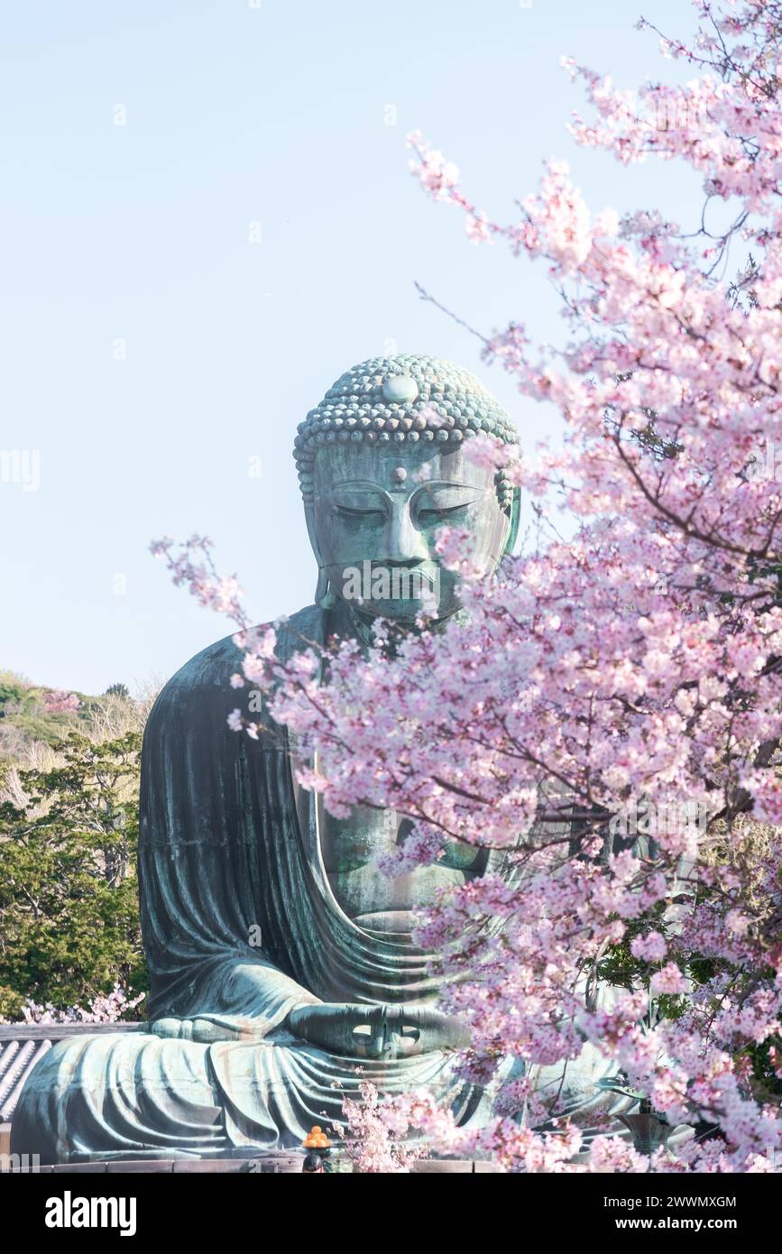Il grande Buddha a Kotoku-in con splendidi fiori di ciliegio. Kamakura, Giappone Foto Stock