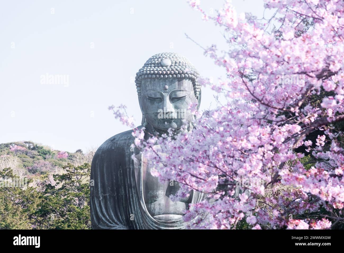 Il grande Buddha a Kotoku-in con splendidi fiori di ciliegio. Kamakura, Giappone Foto Stock