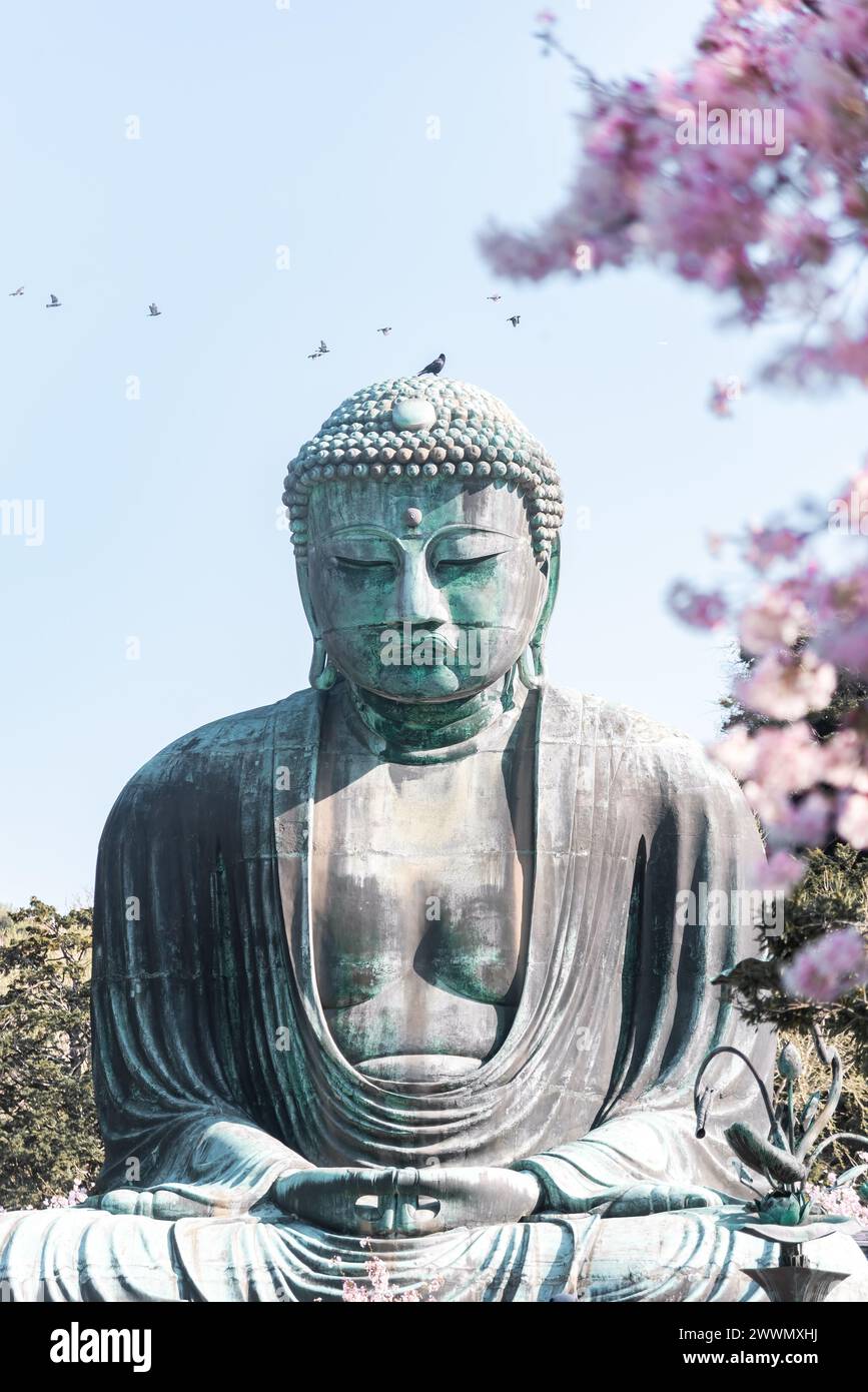 Il grande Buddha a Kotoku-in con splendidi fiori di ciliegio. Kamakura, Giappone Foto Stock