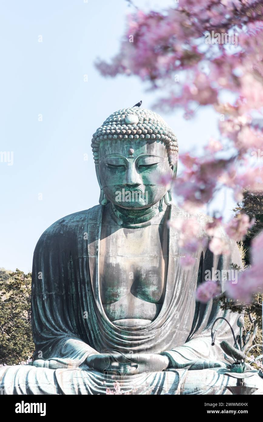 Il grande Buddha a Kotoku-in con splendidi fiori di ciliegio. Kamakura, Giappone Foto Stock