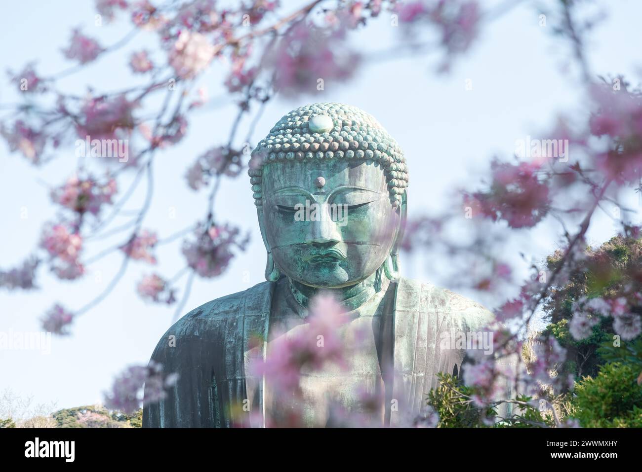 Il grande Buddha a Kotoku-in con splendidi fiori di ciliegio. Kamakura, Giappone Foto Stock