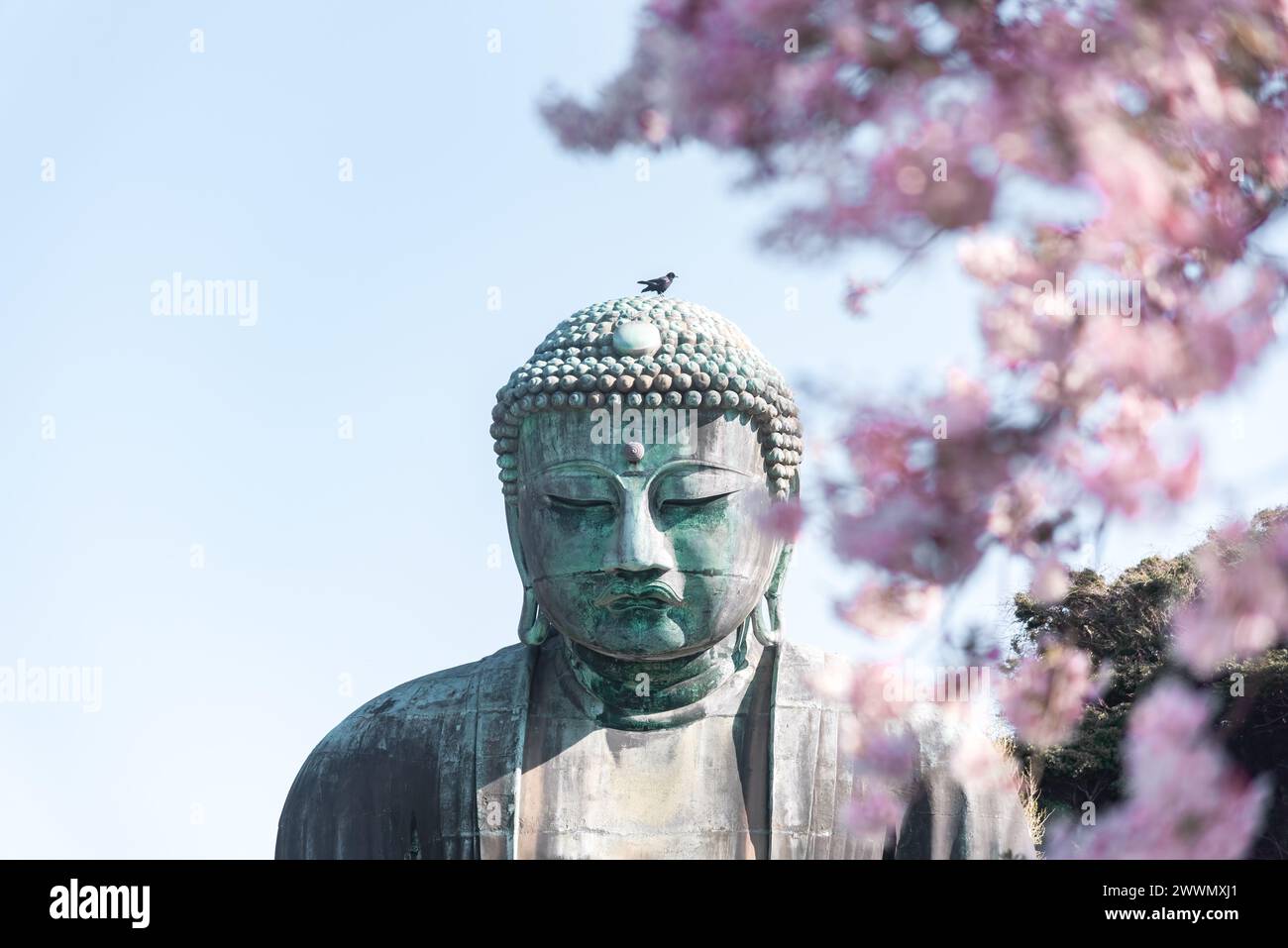 Il grande Buddha a Kotoku-in con splendidi fiori di ciliegio. Kamakura, Giappone Foto Stock