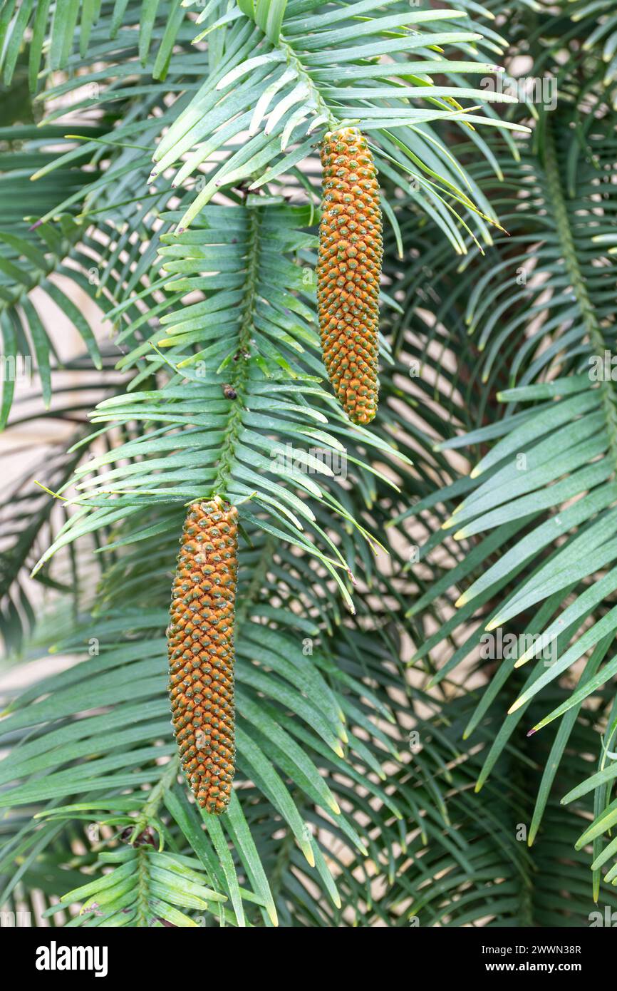 Wollemia nobilis, primo piano dei coni maschi sull'albero sempreverde in via di estinzione originario del nuovo Galles del Sud in Australia Foto Stock
