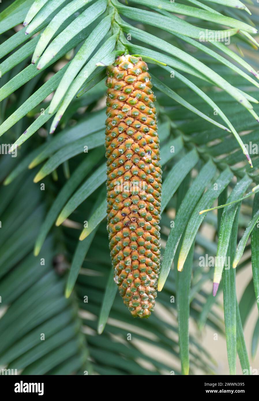 Wollemia nobilis, primo piano dei coni maschi sull'albero sempreverde in via di estinzione originario del nuovo Galles del Sud in Australia Foto Stock