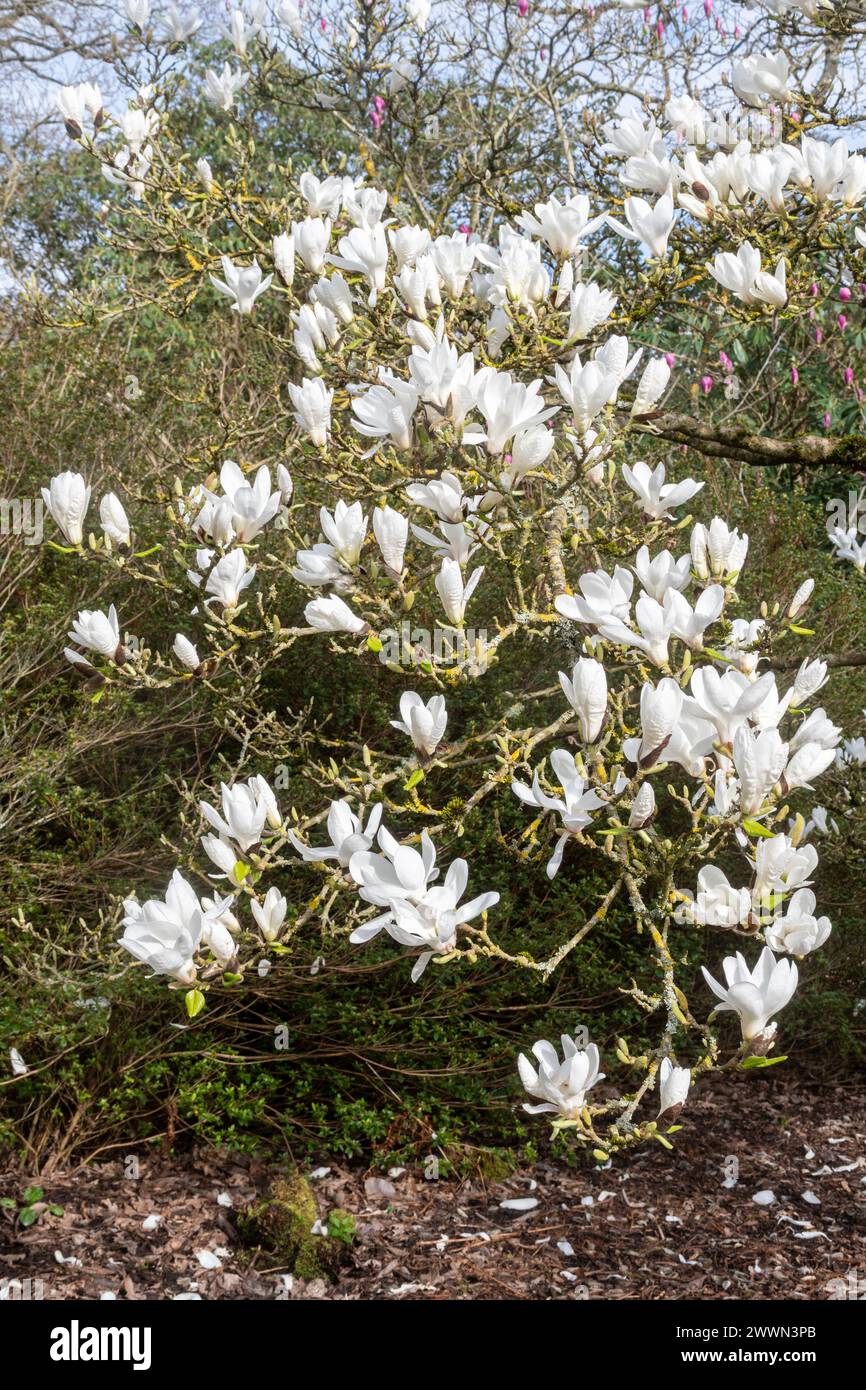 Magnolia x soulangeana "Suishoren", un albero di magnolia con fiori bianchi durante marzo o primavera al Savill Garden, Surrey Berkshire, confine Inghilterra Regno Unito Foto Stock